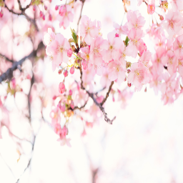 Cherry Blossom Photo