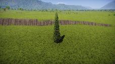 Cupressus sempervirens 01 JJ