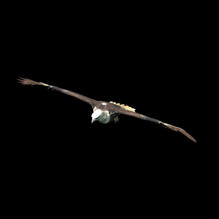 Hawk flying