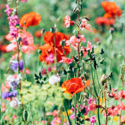 Flower Fields Photo