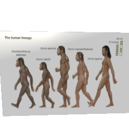 Evolution poster preview