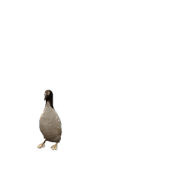 Great Auk