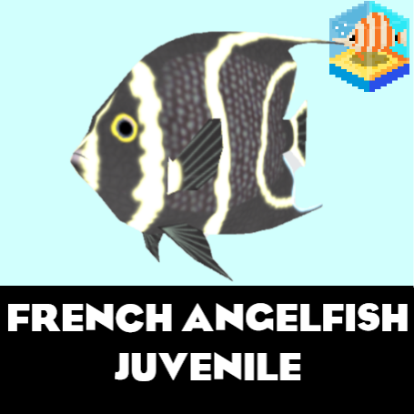 French Angelfish Juvenile
