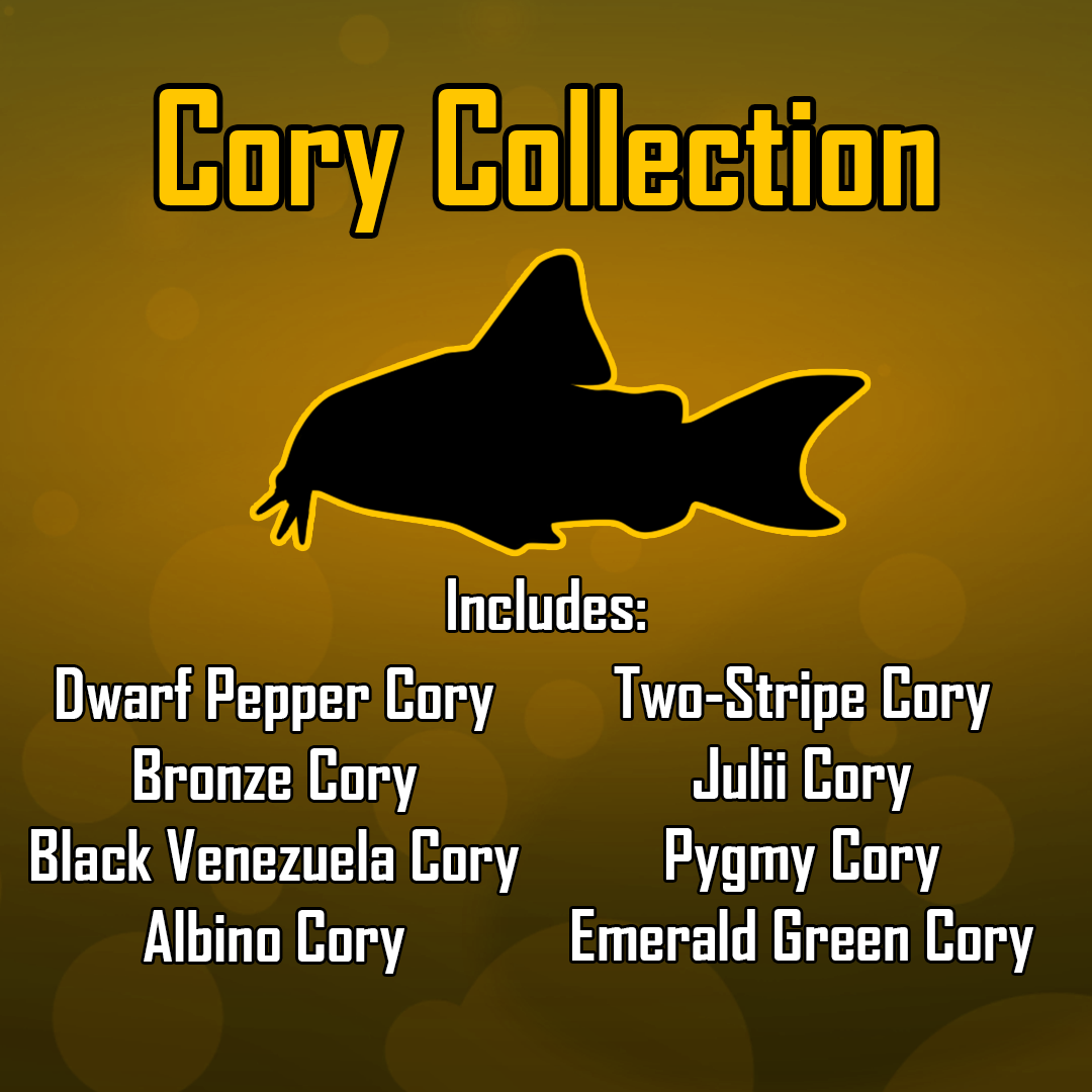 The Cory Collection