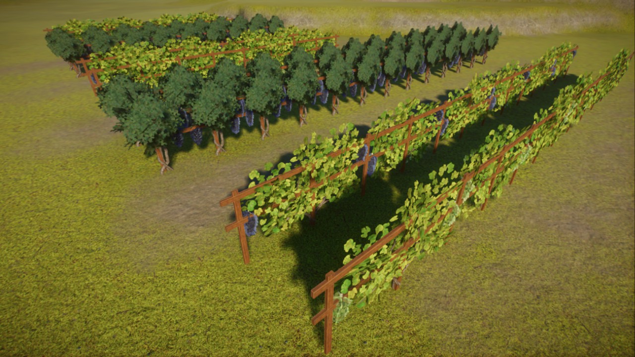 Grapevines Vineyard