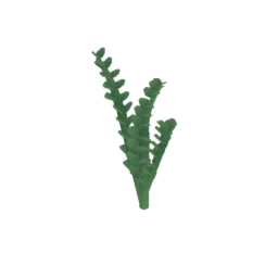 zz plant