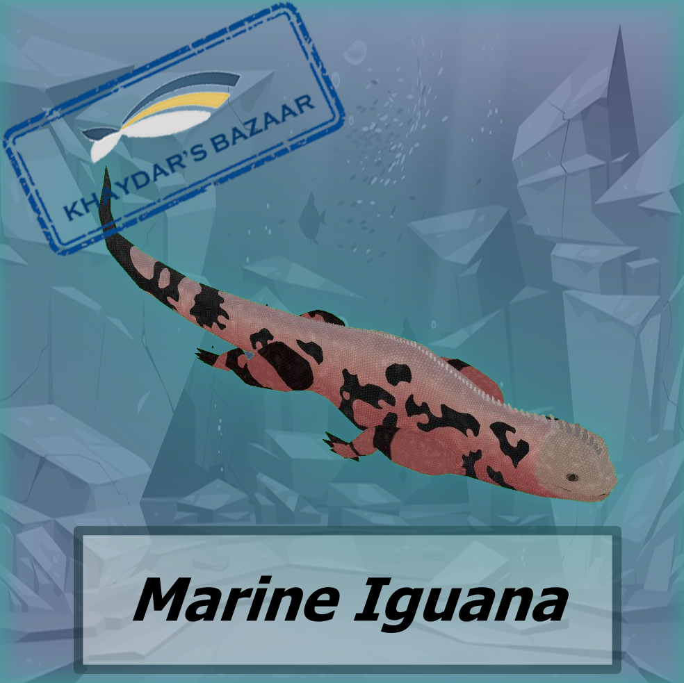 Khaydar's Bazaar - Marine iguanas