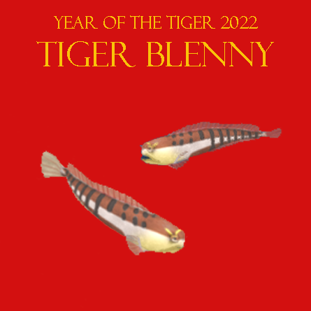 Tiger Blenny