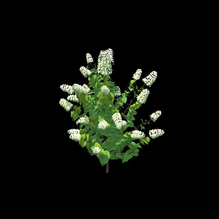 Flowering bush_3