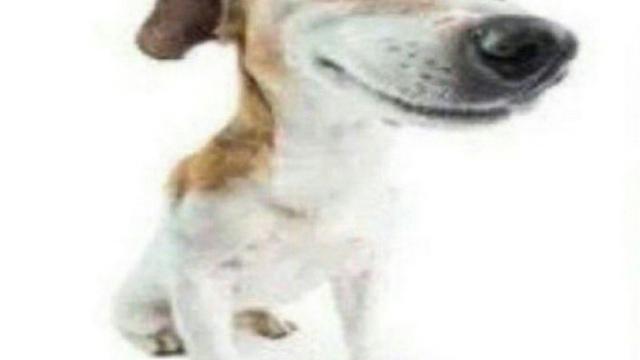 What da dog doin? Flashlight preview