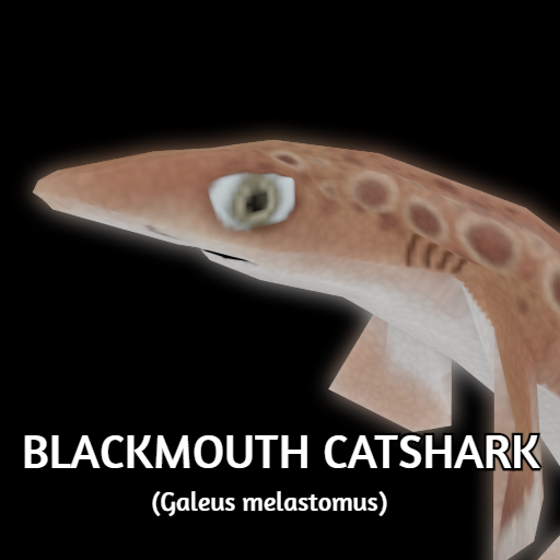 Blackmouth Catshark