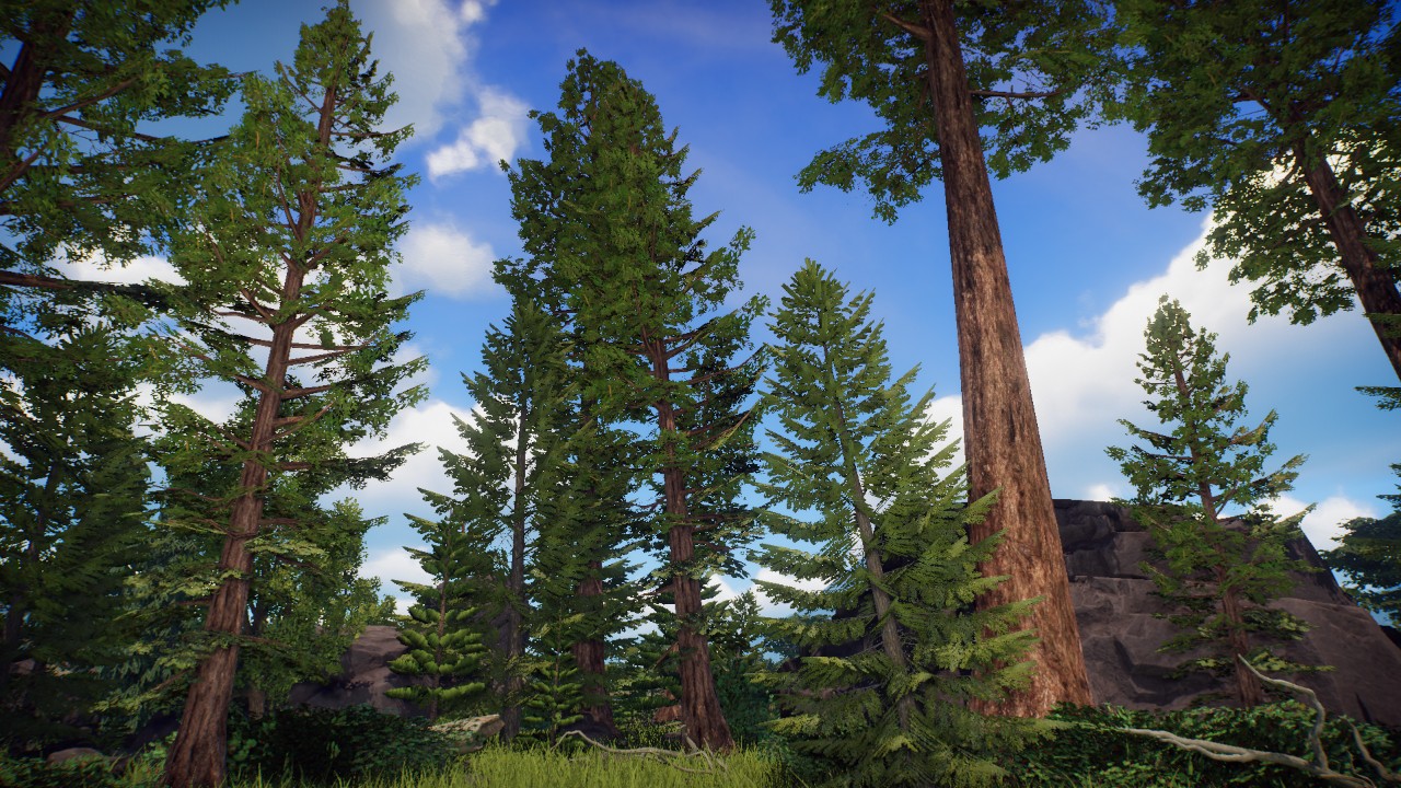 Forest Scenery