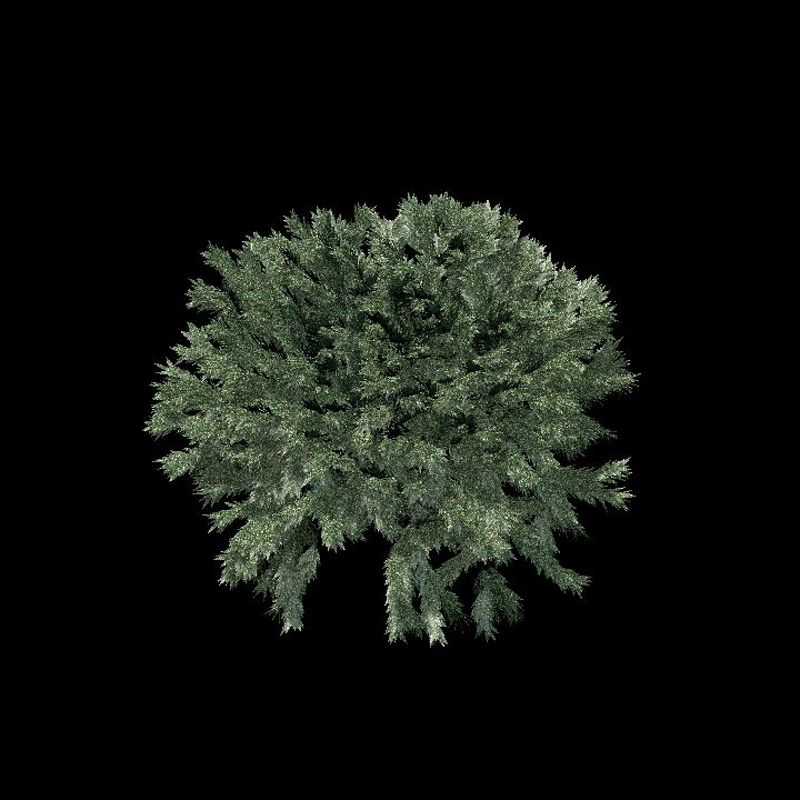 Nature, Tree, Evergreen 1