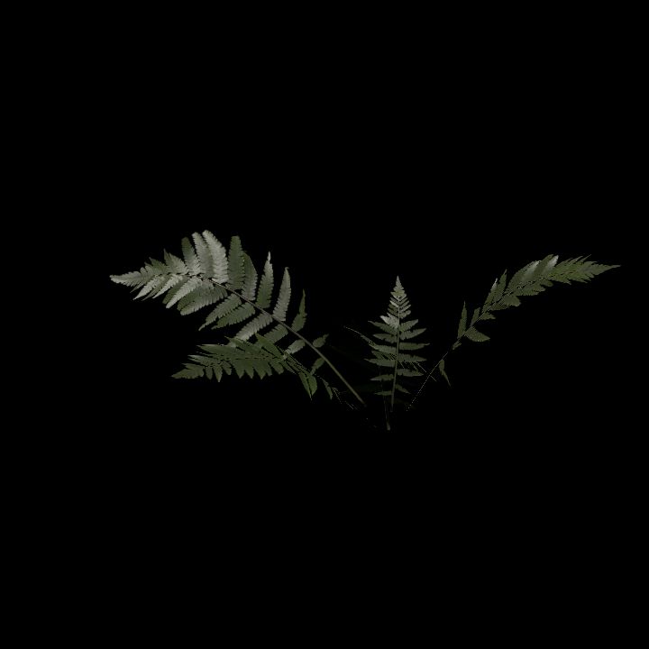 Nature, Plant, Fern 5