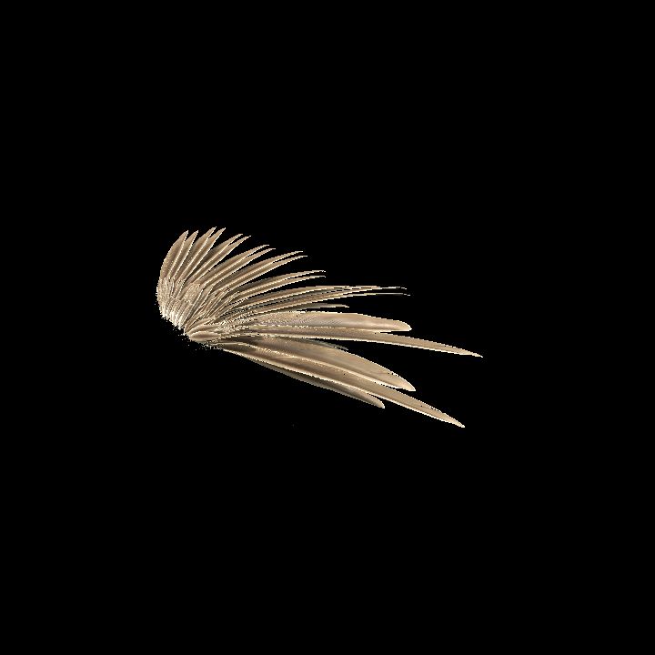wing feathered 01 mirrored