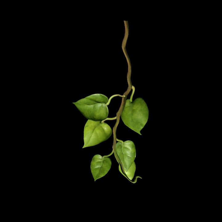 Vine_19