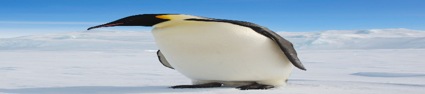 Penguins Personal Pack preview