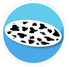 Animal Print Rug Cow Oval