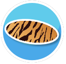 Animal Print Rug - Tiger Oval