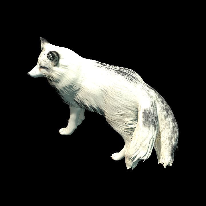 Arctic Two Tail Fox