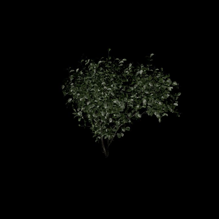 Nature, Plant, European Spindle 4
