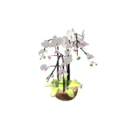 orchid in a plant pot