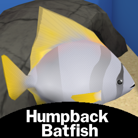 Humpback Batfish