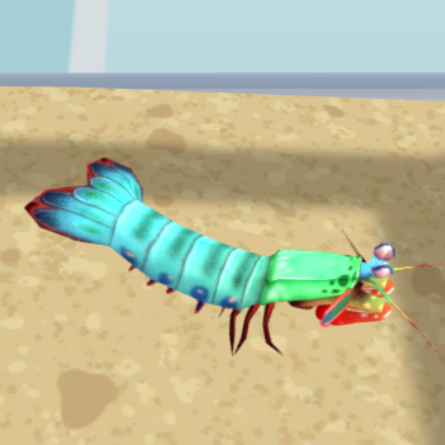 More Accurate Peacock Mantis Shrimp
