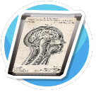 Medical Illustrations - Brain