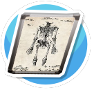 Medical Illustrations Skel Mid