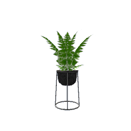 Modern Fern- V1