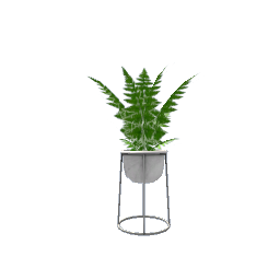Modern Fern- V3
