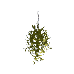 Hanging Herbs- V1