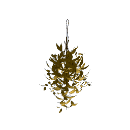 Hanging Herbs- V3