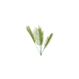 house palm, use 2 or 3 for a full bush