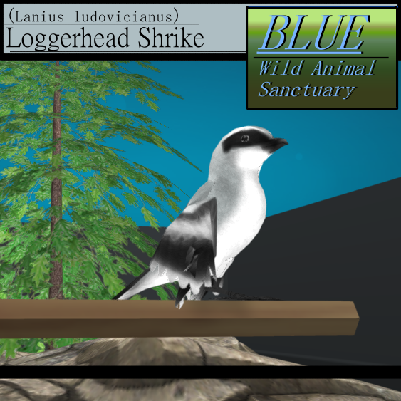 BLUE - Loggerhead Shrike