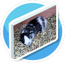 Guniea Pig Canvas