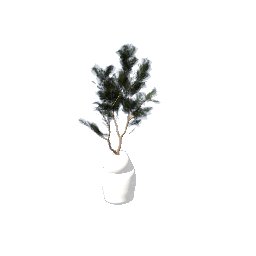 tree plant in a vase