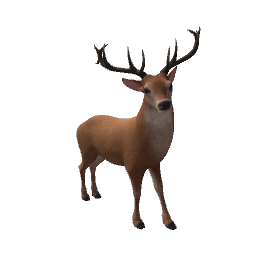 Reindeer