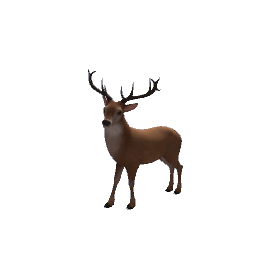Reindeer2