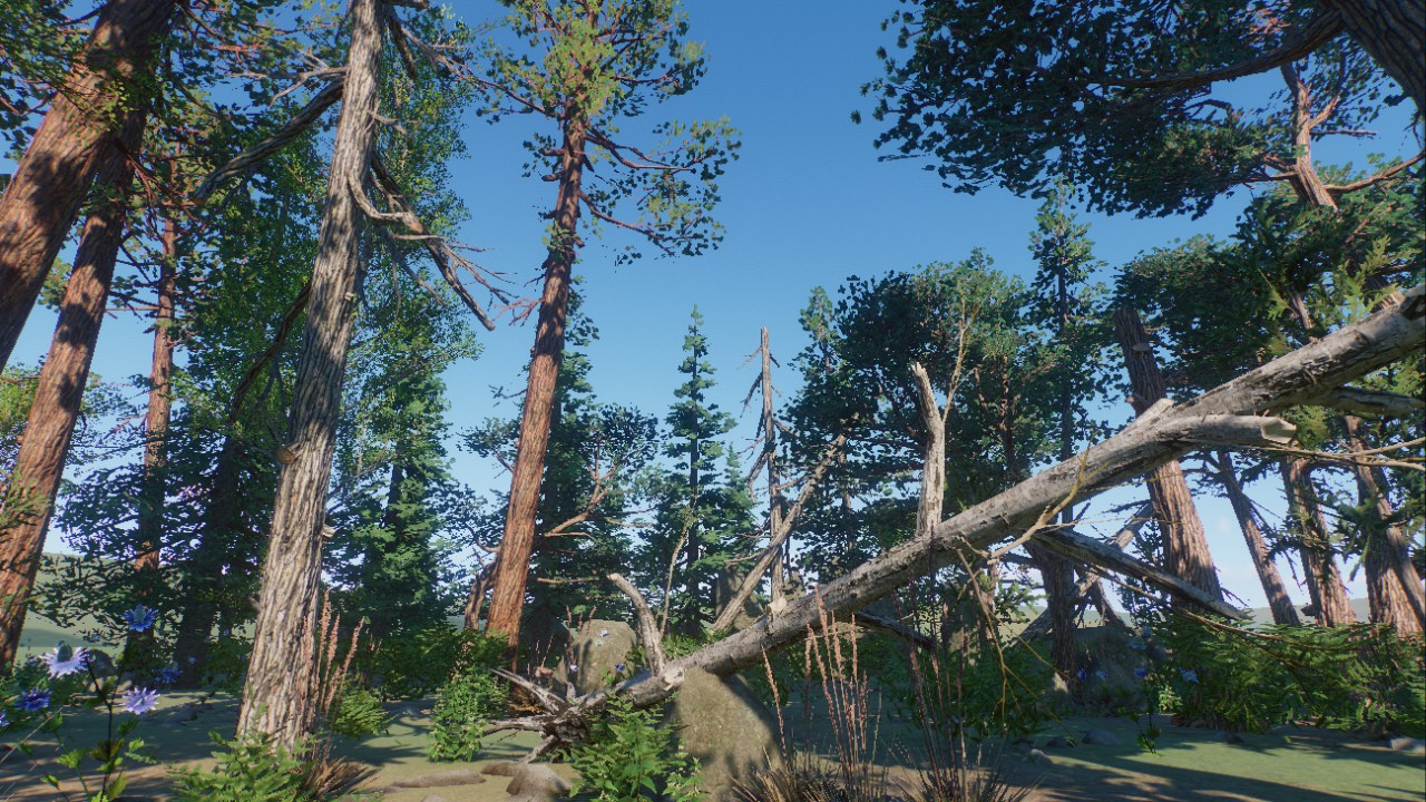 Forest Scenery 11