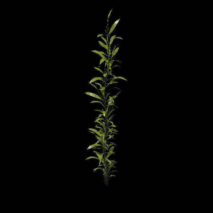 Seaweed_3