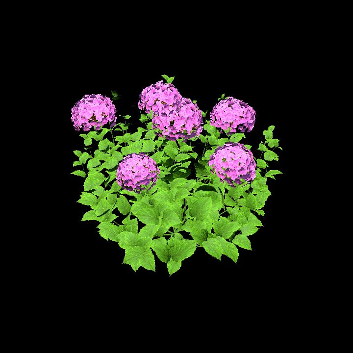 HydrangeaPink