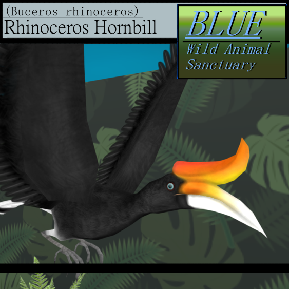 BLUE - Rhinoceros Hornbill