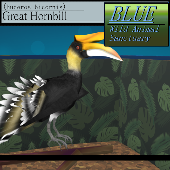 BLUE - Great Hornbill