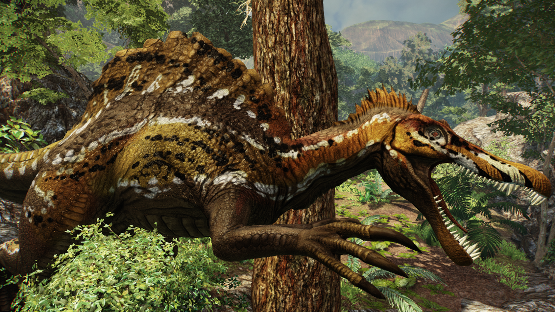 Maple Spino