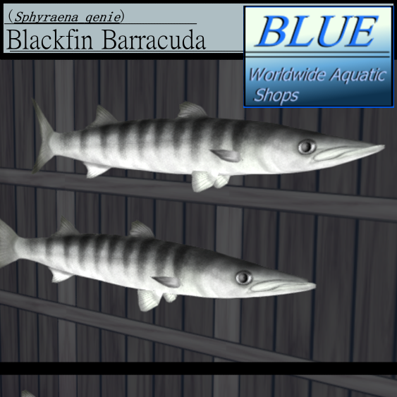 BLUE - Blackfin Barracuda