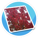Berlin Trees