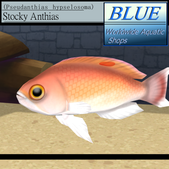 BLUE - Stocky Anthias