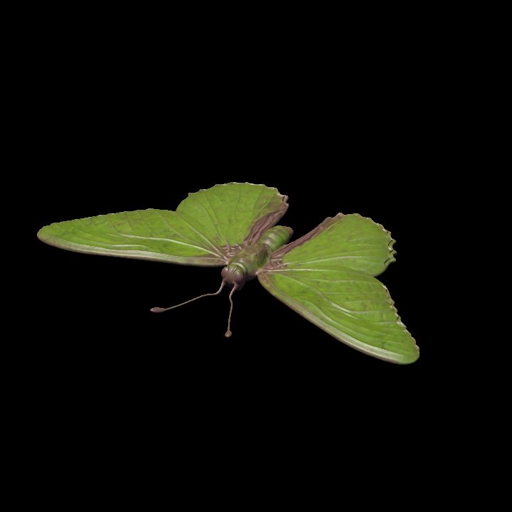 Butterfly 6
